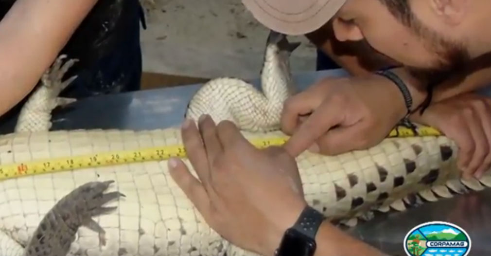 Un equipo de biólogos cuidó al caimán bebé durante cuatro meses.