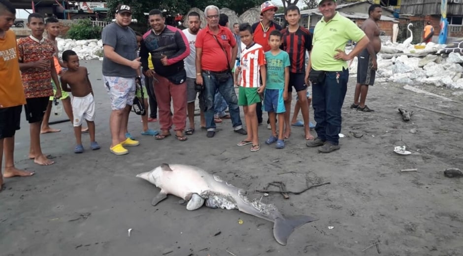 Edson Forbes - Zona Cero Un delfín muerto y en avanzado estado de descomposición fue detectado este miércoles cerca del muelle de Puerto Colombia.