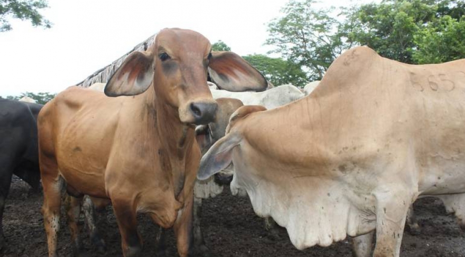 Archivo. El ICA confirmó la terminación del sacrificio sanitario de 3.325 animales en todas las zonas en donde apareció la enfermedad.