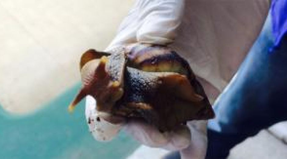 Archivo El caracol africano es una de las pocas especies invasoras en Colombia.