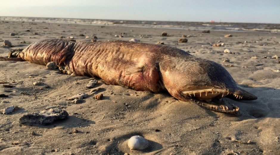 Foto: @preetalina Foto del animal marino que tocó playa por el huracán Harvey.