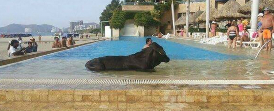 La vaca no aguantó el calor y se dio un chapuzón en la piscina.