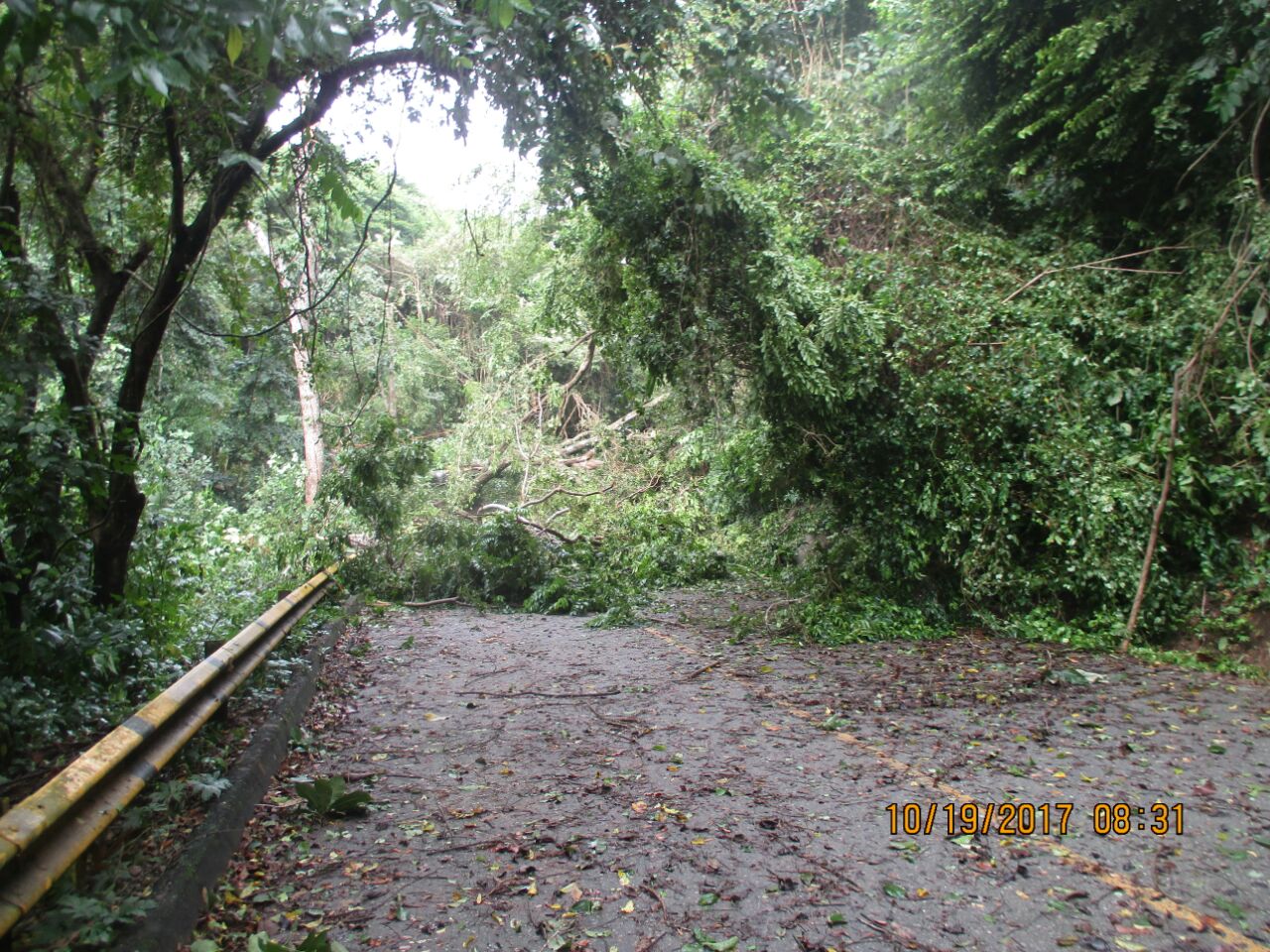 Caída de árboles en el Parque Tayrona, impide la entrada de turistas