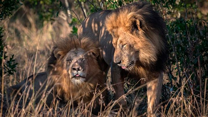 Pareja de leones machos fue captada apareándose y generó gran revuelo en Kenia