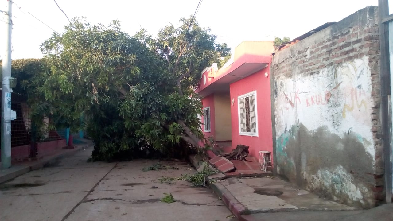 Comunidad exige presencia de organismos, para que retiren el árbol caído.