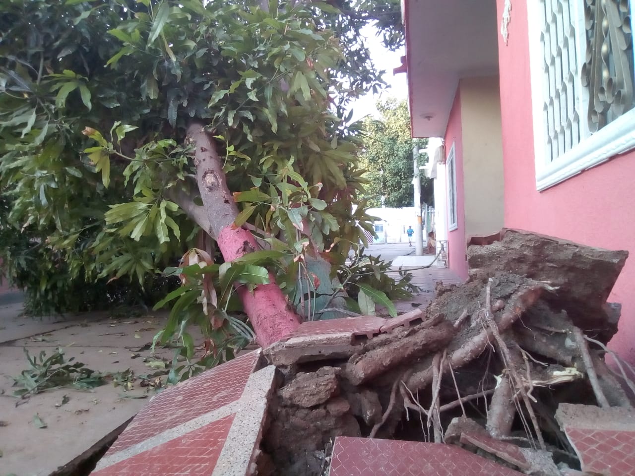 La caída del árbol causó daños a las afueras de una vivienda.