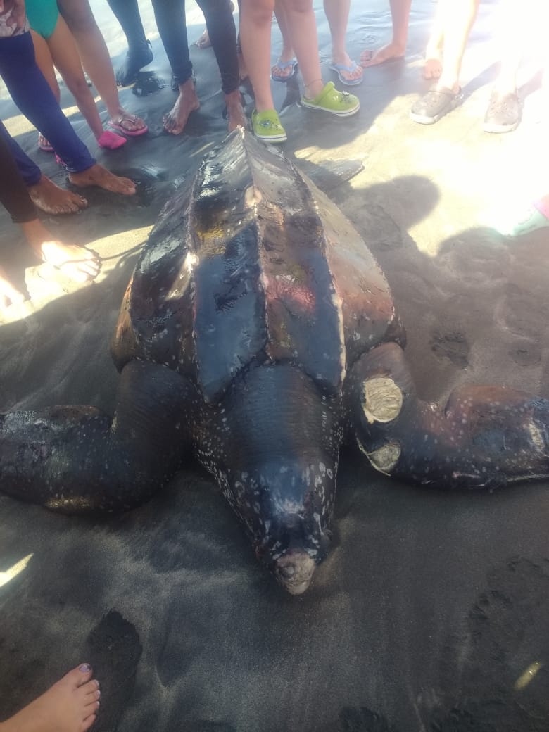 Tortuga laúd, encontrada en la Playa de Bello Horizonte