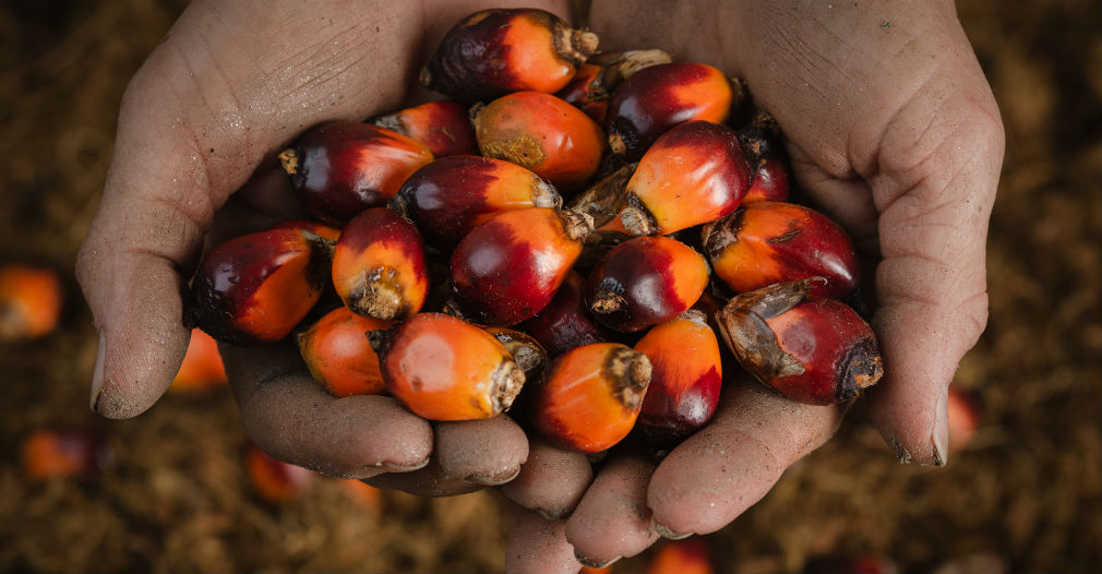 A la palma de aceite comúnmente se le dice corozo. 