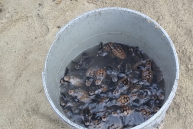 Tortugas carey nacidas en el Parque Tayrona.