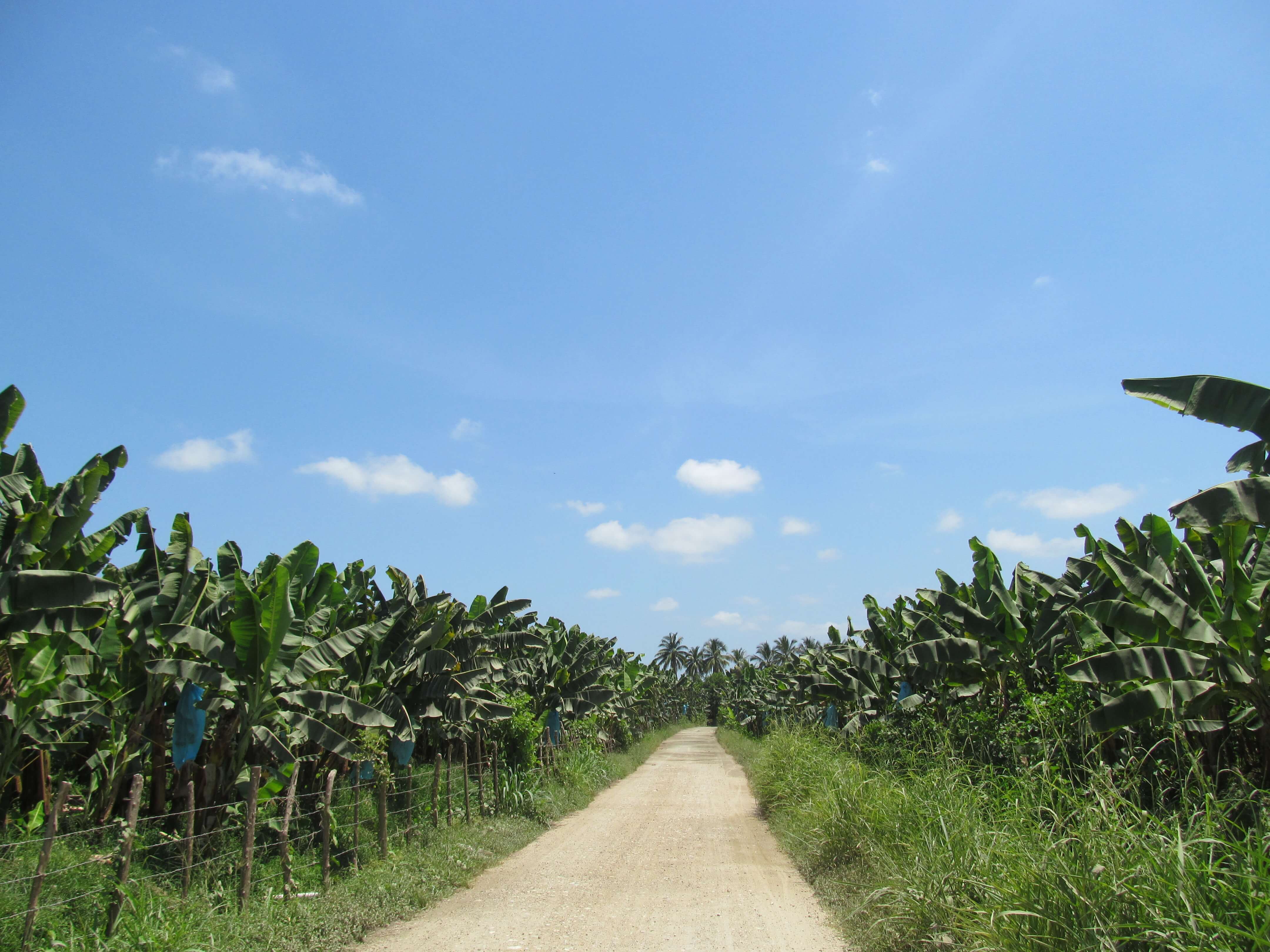En Zona Bananera hay 10.238 hectáreas sembradas de banano de exportación y 12.160 de palma africana, según el Plan de Desarrollo Municipal.