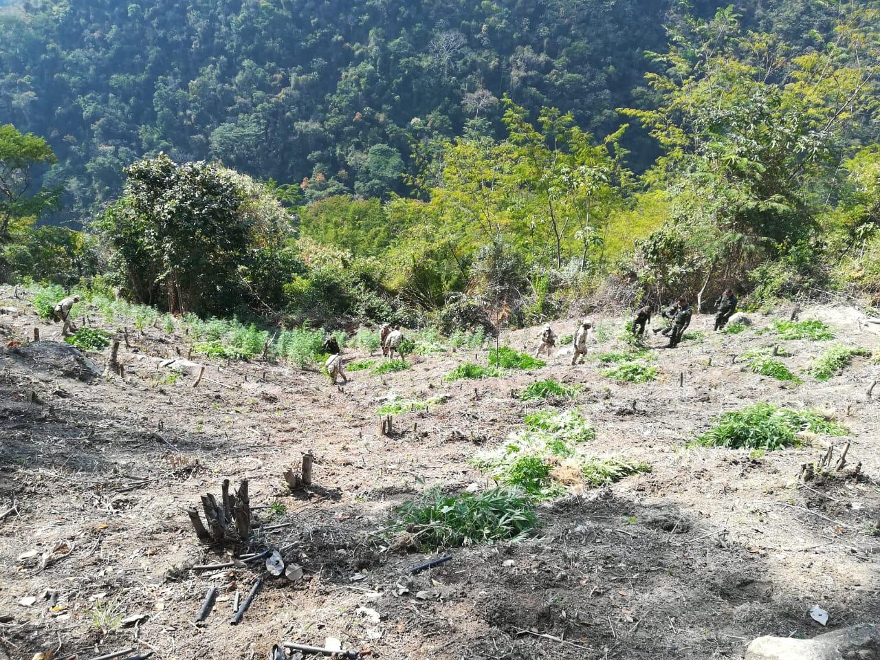 Plantación de marihuana en Palmor.