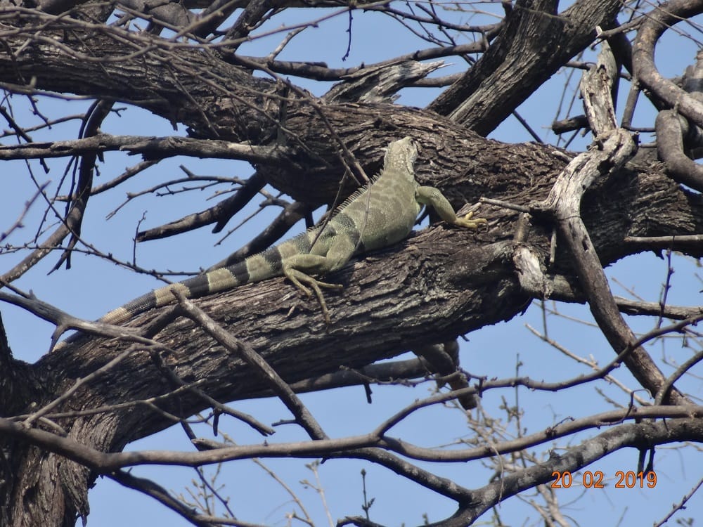 Especies que habitan en el Parque Tayrona