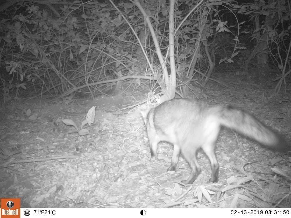 Especies que habitan en el Parque Tayrona