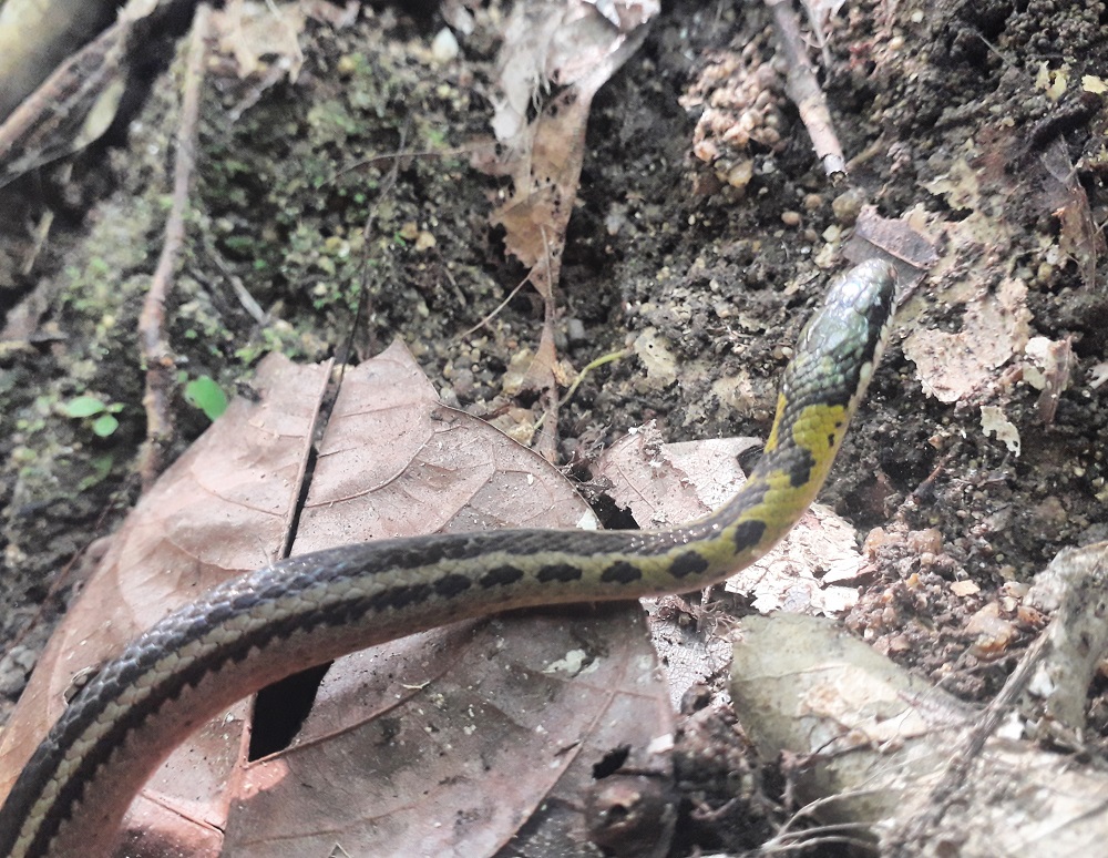 Especies que habitan en el Parque Tayrona