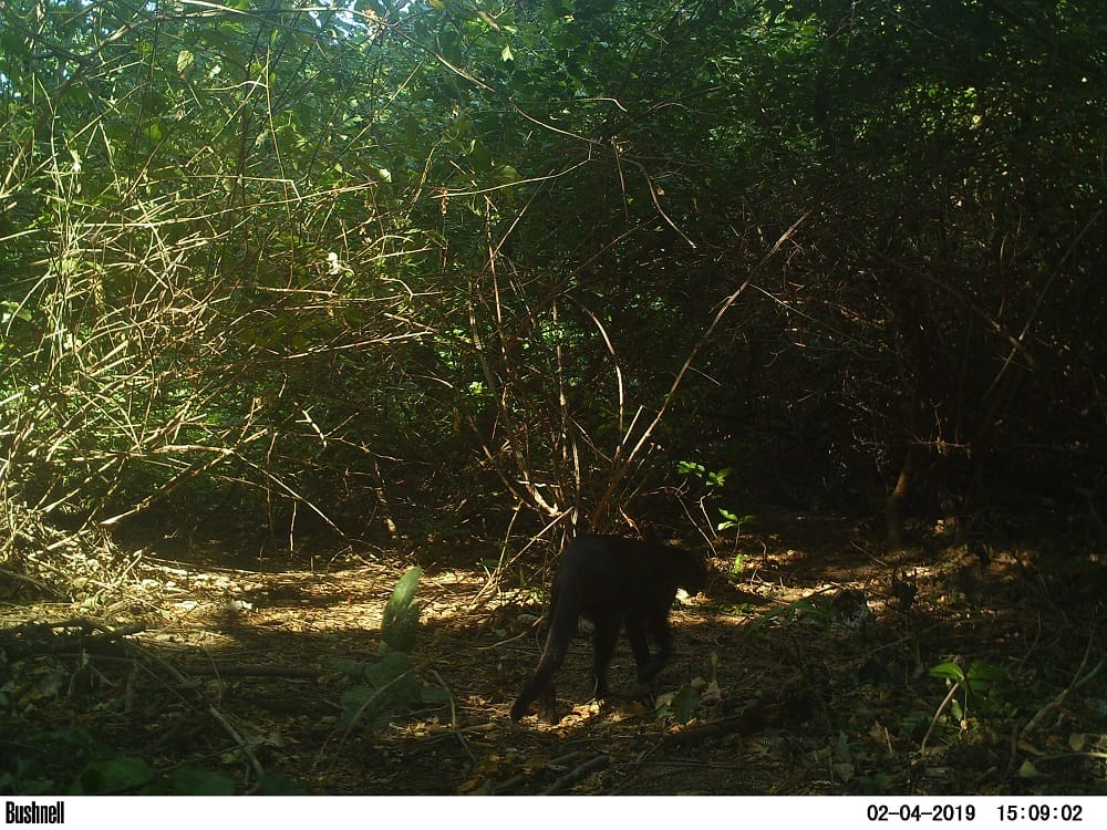 Especies que habitan en el Parque Tayrona