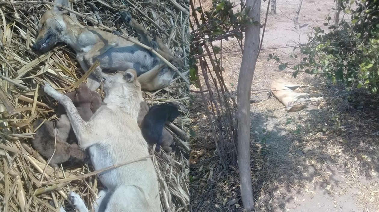 Así fueron encontrados los animales muertos.