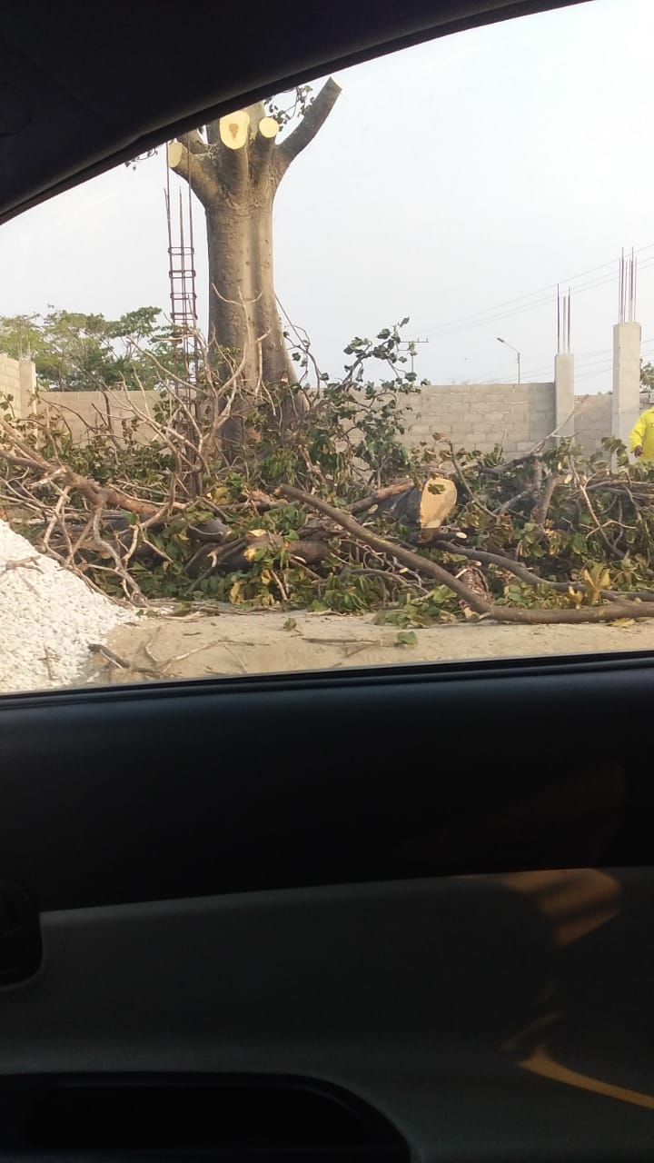 De acuerdo con vecinos, el árbol estaba sano.