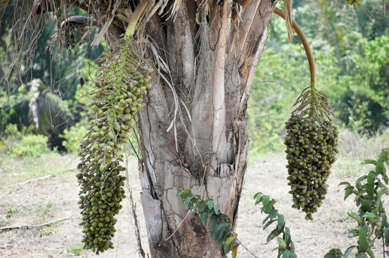 Sector productivo del Magdalena