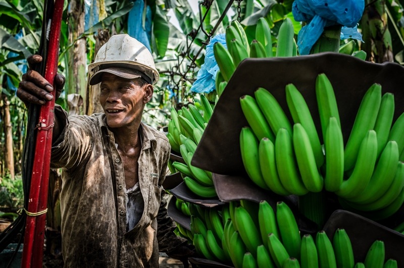  Uno de los temas importantes será la producción sostenible de banano.