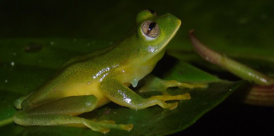 Rana gigante de cristal de La Guajira 