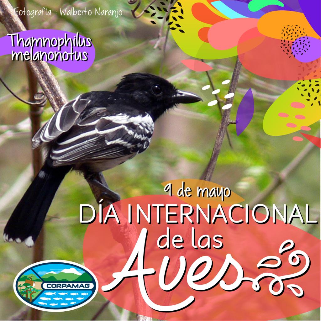 Día Internacional de las Aves