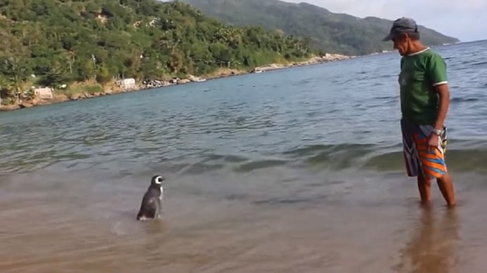 Pasada una semana, el pescador intentó liberar al pingüino de vuelta al mar. Pero el pájaro no quería irse.