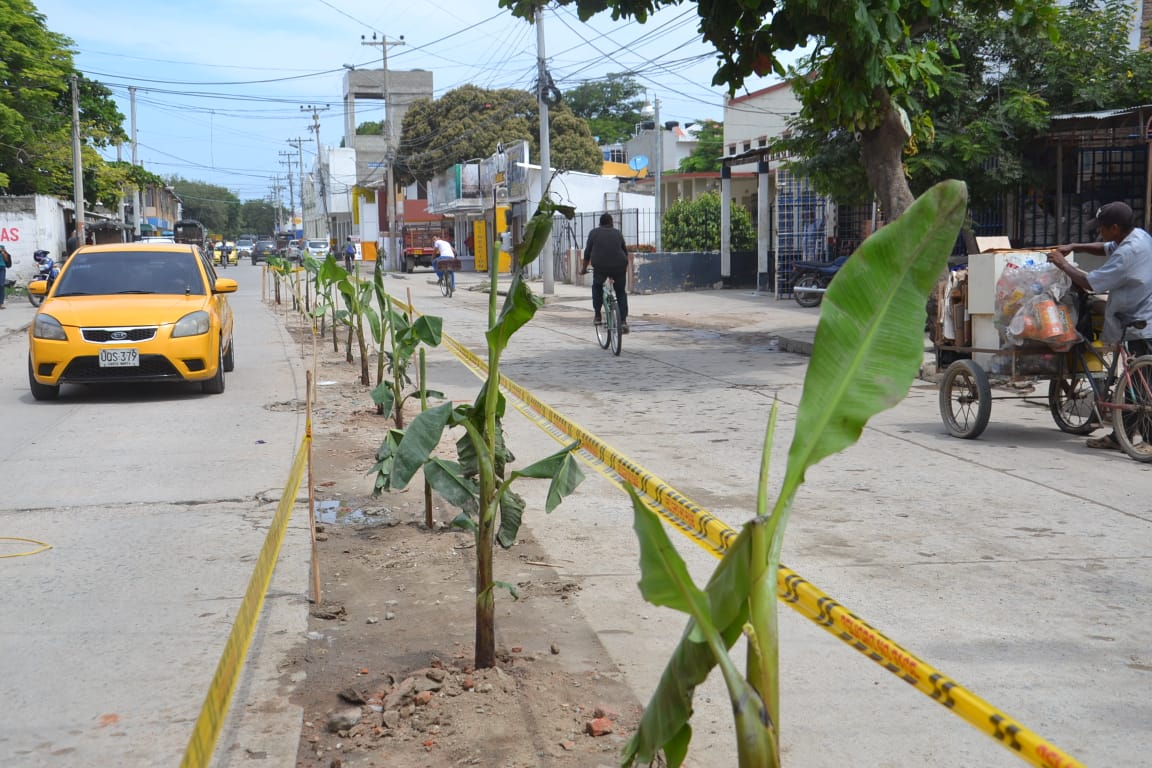 Si no hay solución dejarán las plantas hasta cogerles cosecha. 