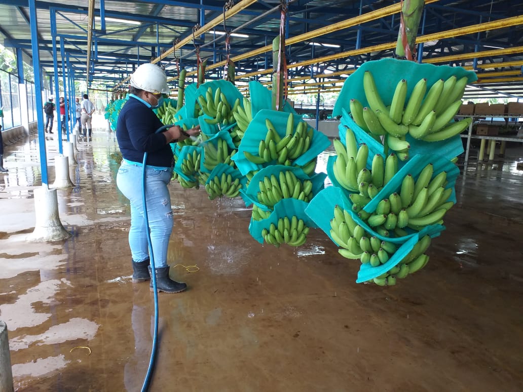 Cerca de 15 mil empleos directos ofrece el sector bananero en la costa Norte. 