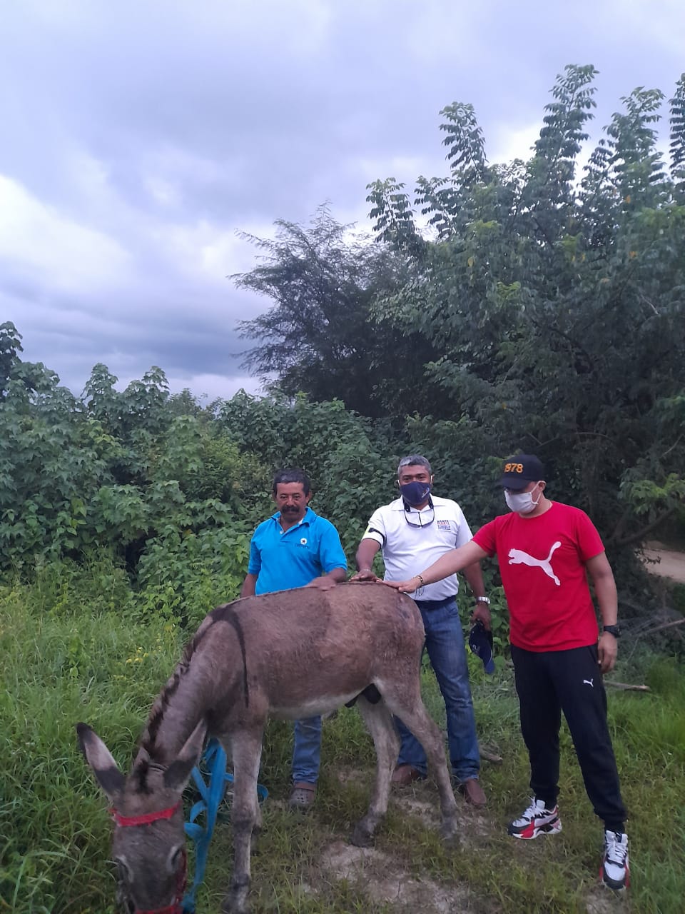 Asno en la finca donde fue apadrinado.