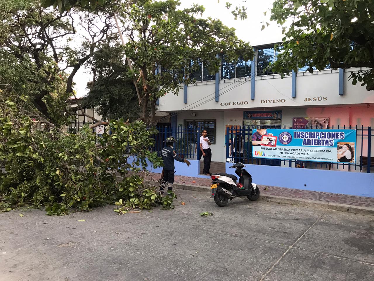 Caída de árbol en el colegio Divino Jesús