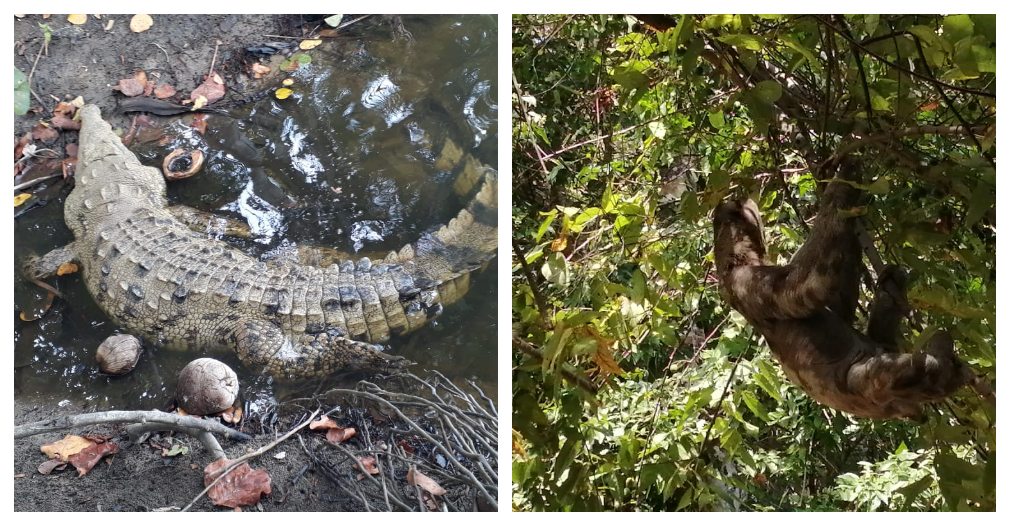 En estos días se observaron especies como caimán aguja y oso perezoso. 