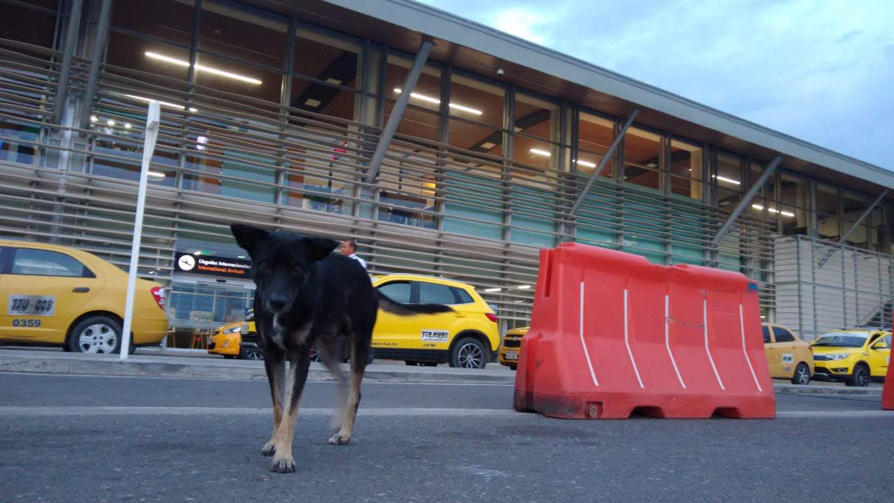 Los perros callejeros podrán ser de los que paguen los platos rotos del coronavirus.