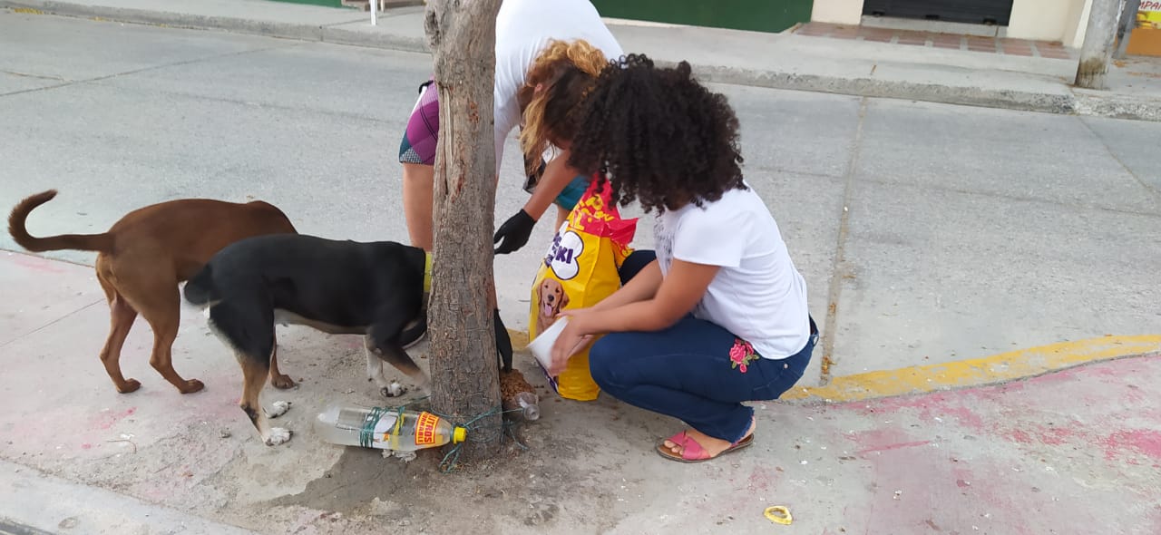 Animalistas piden ayuda para seguir alimentando a los perros y gatos en condición de calle.