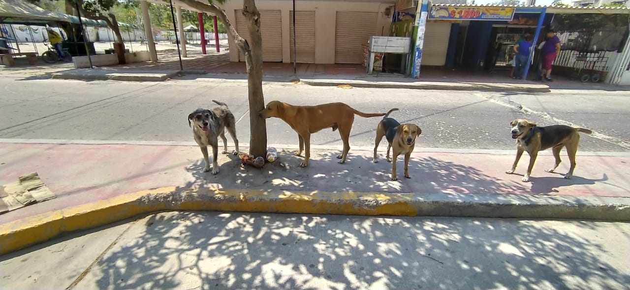 Animales en condición de calle.