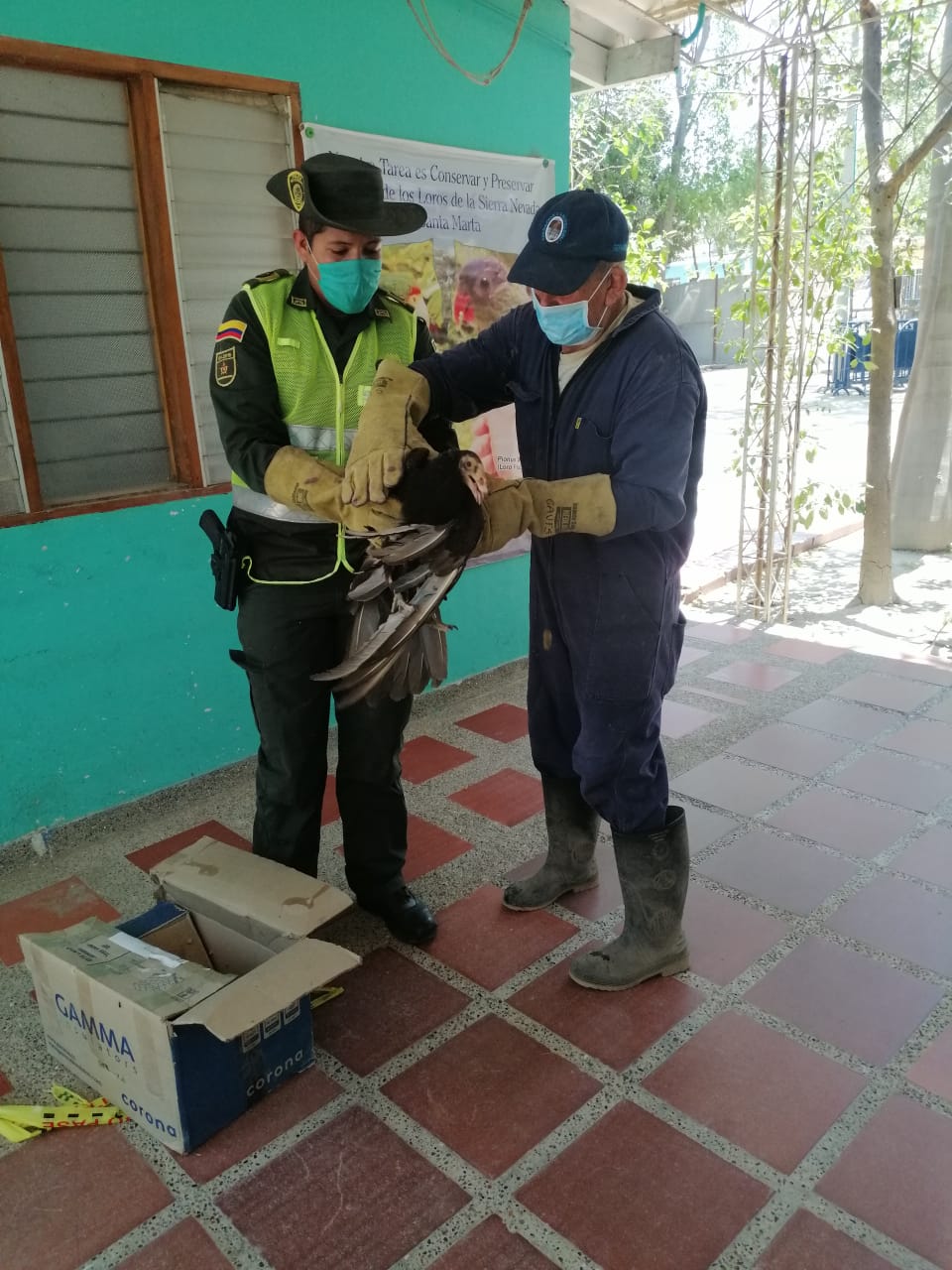 La Policía y otras autoridades trabajan con Corpamag para ubicar y salvar a estos animales.