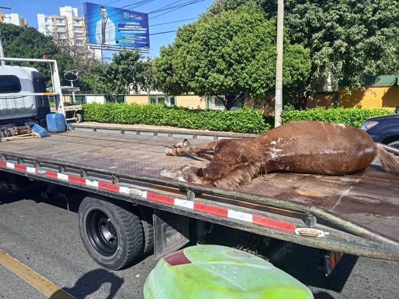 El caballo fue trasladado en una grúa de la Ruta del Sol.