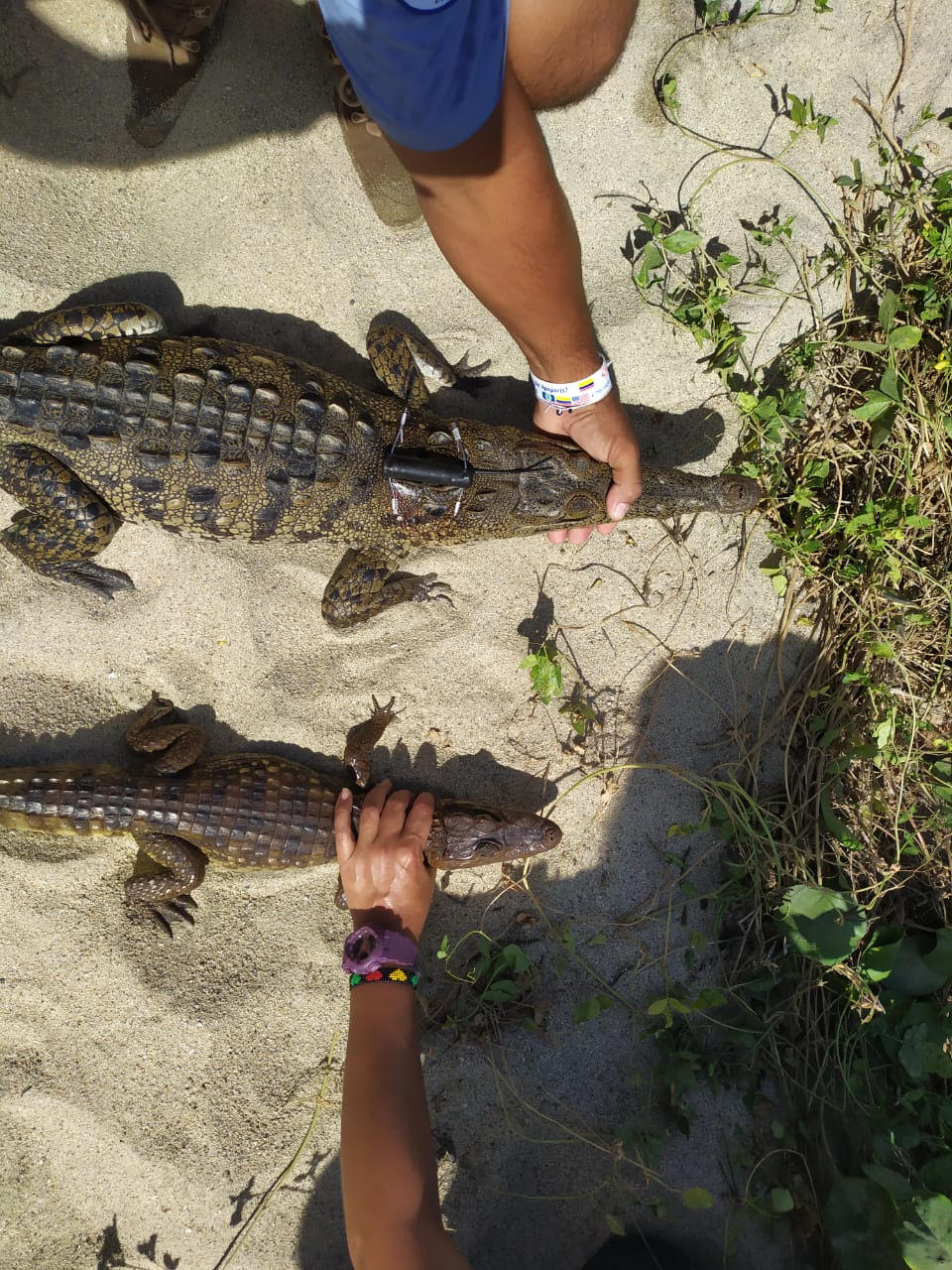 Caimán aguja del Parque Tayrona.