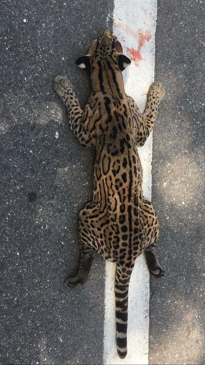 El ocelote quedó muerto sobre la vía de El Banco a Guamal.