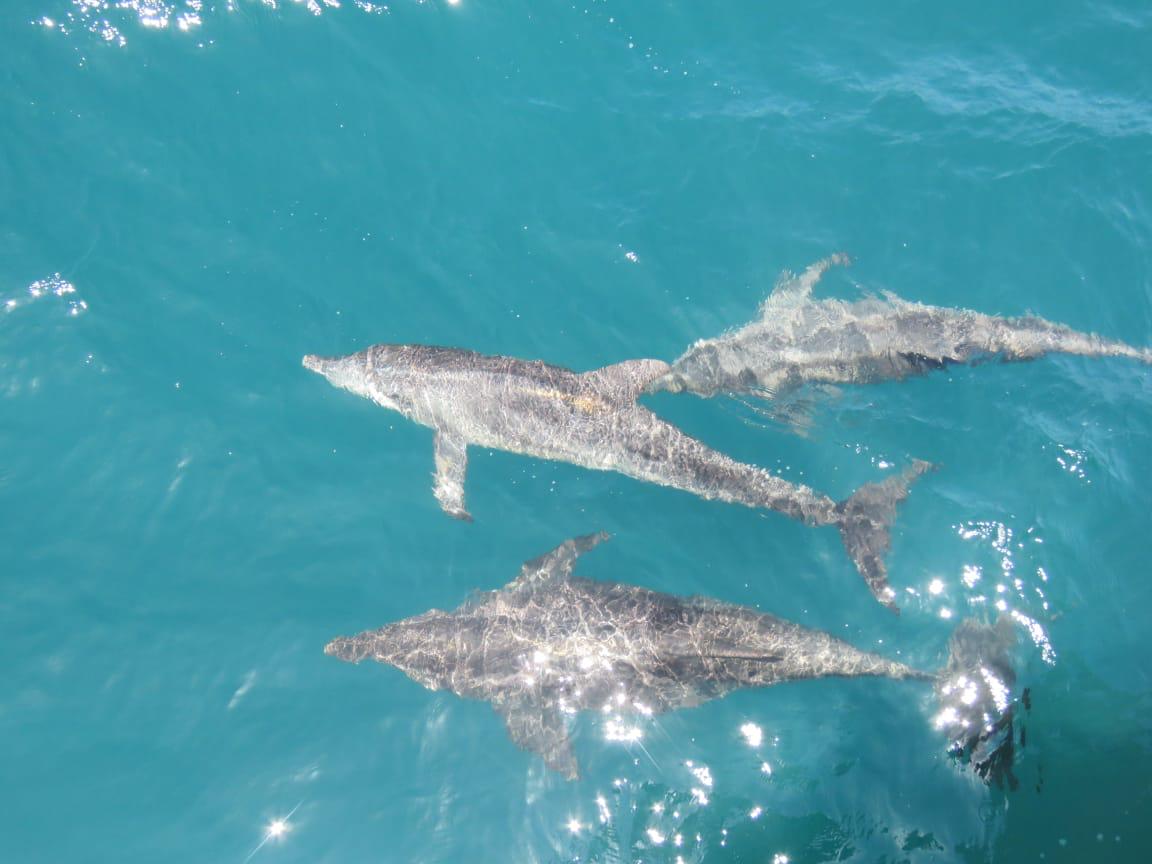 Delfines avistados en Santa Marta.