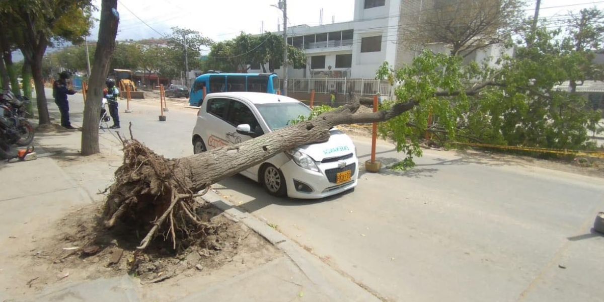 El árbol se habría caído por las fuertes brisas en Santa Marta.