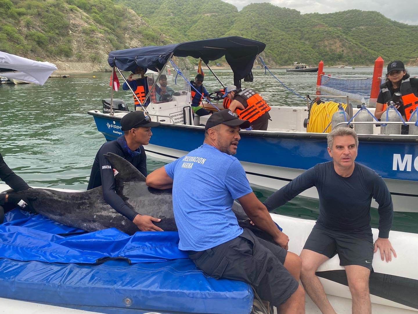 Momento de la liberación de los delfines.