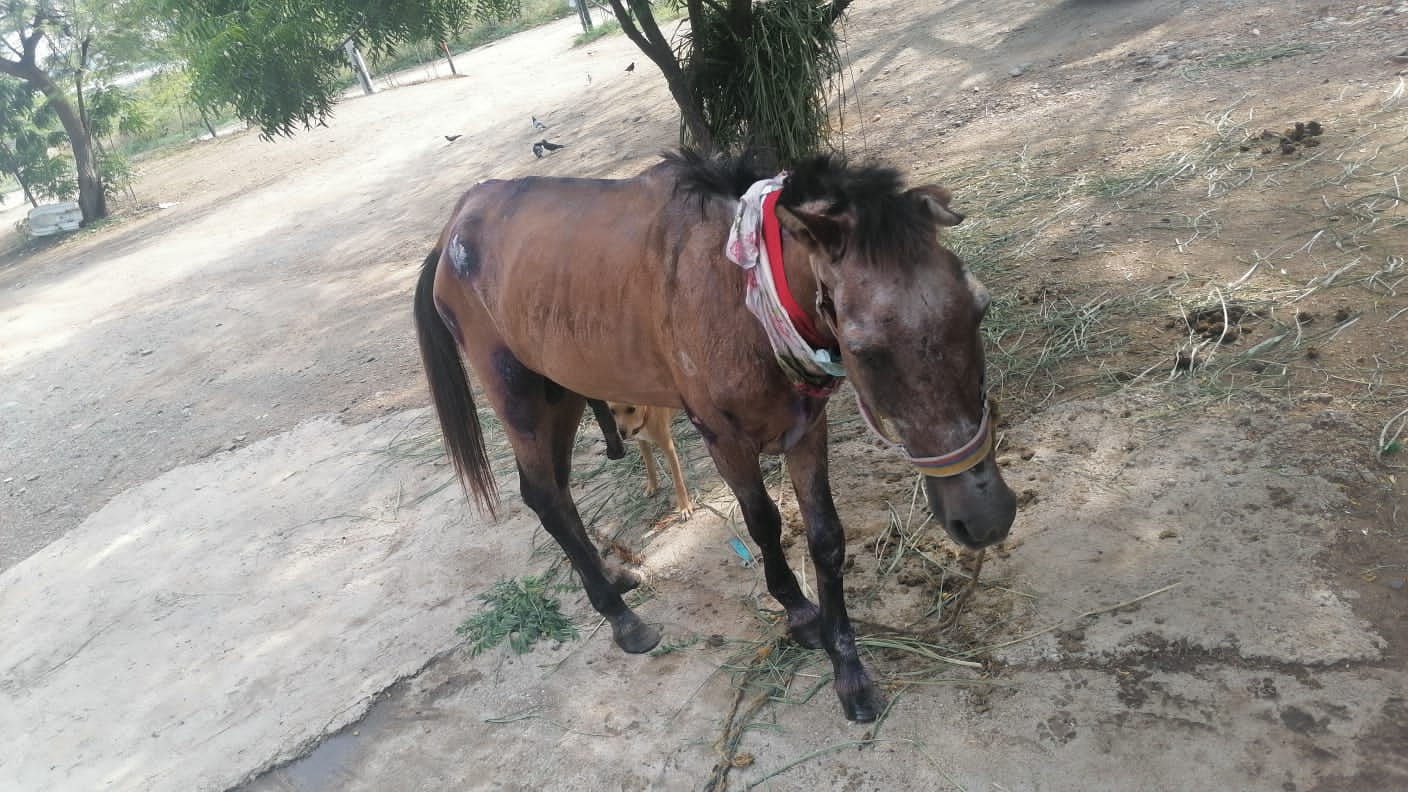 Valentín, el caballo 