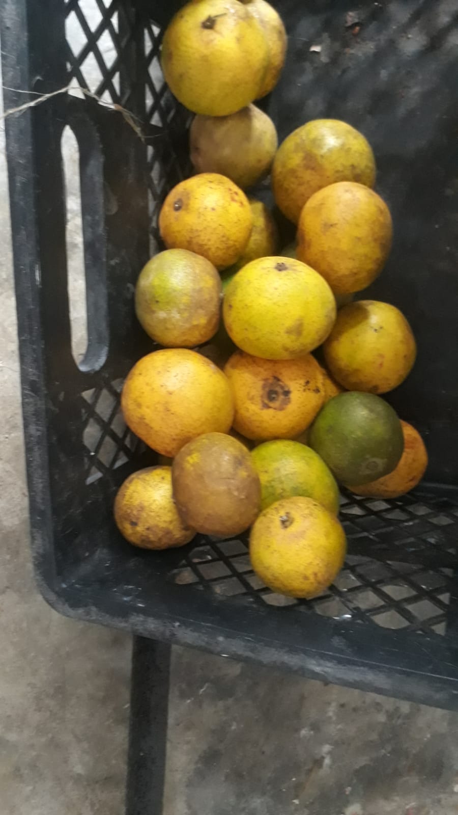 En este estado llegan las frutas para los niños en Zona Bananera