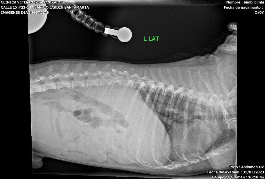 Radiografías que muestran la lesión de Bimbi