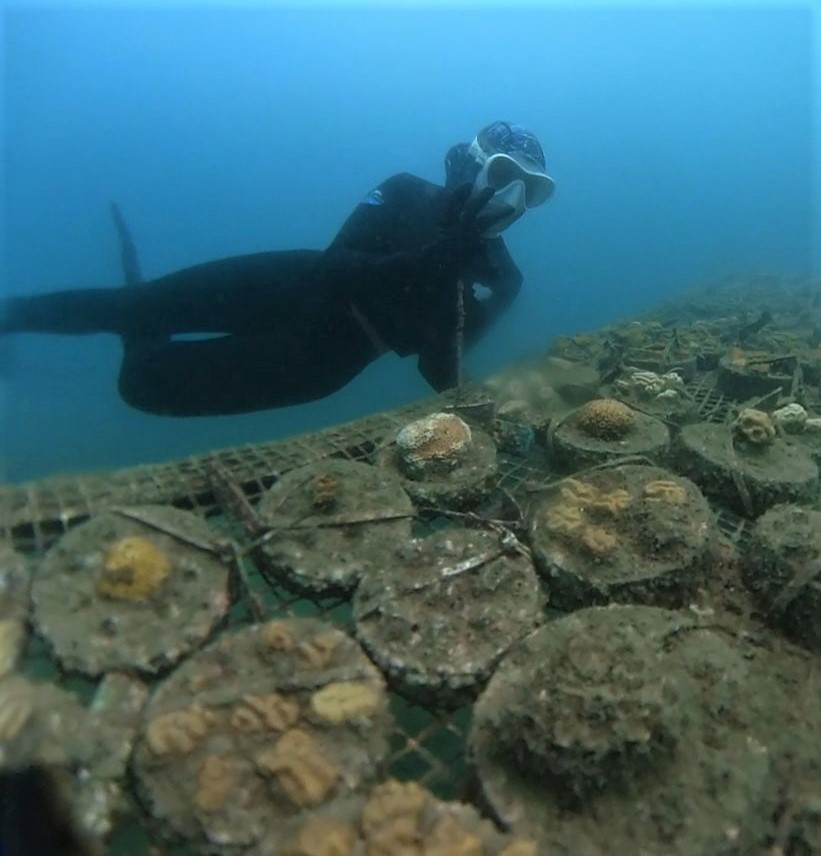 Entidades como Corpamag, el Acuario de Santa Marta, Parque Nacional han liderado la restauración de 237 genotipos recolectados e instalar 75 mil fragmentos de corales.