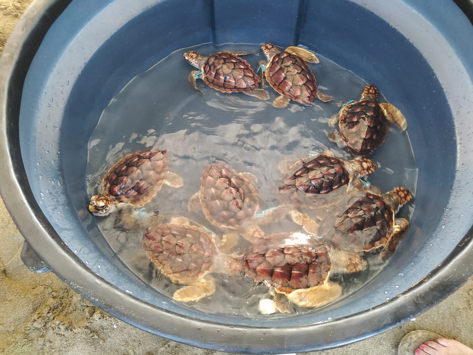 Algunas de las tortugas liberadas.