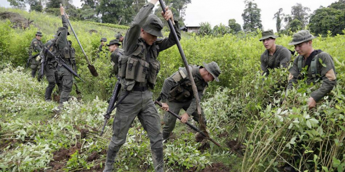 Más de 2.000 hombres de la Fuerza Pública adelantan la erradicación forzada de matas de coca en Tumaco.