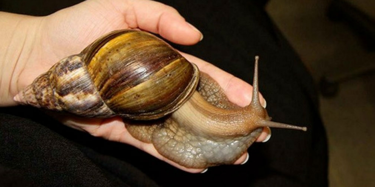 Caracol Africano