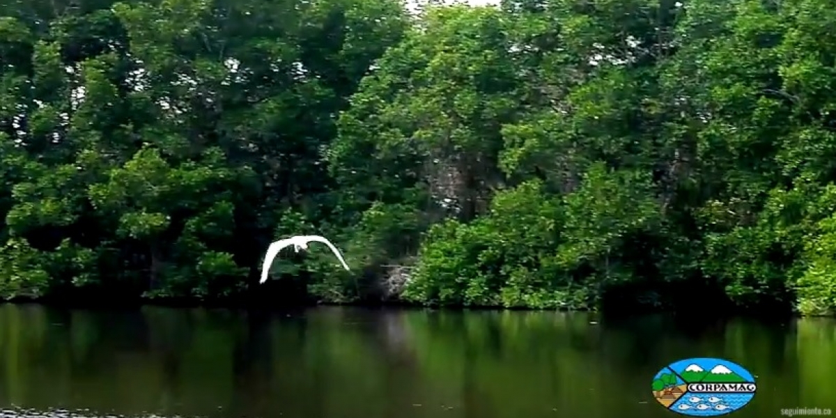 Manglares de la Ciénaga Grande de Santa Marta. 