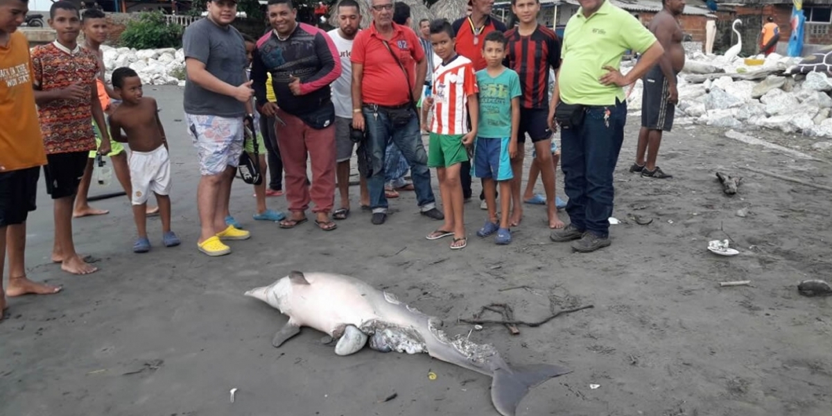 Un delfín muerto y en avanzado estado de descomposición fue detectado este miércoles cerca del muelle de Puerto Colombia.